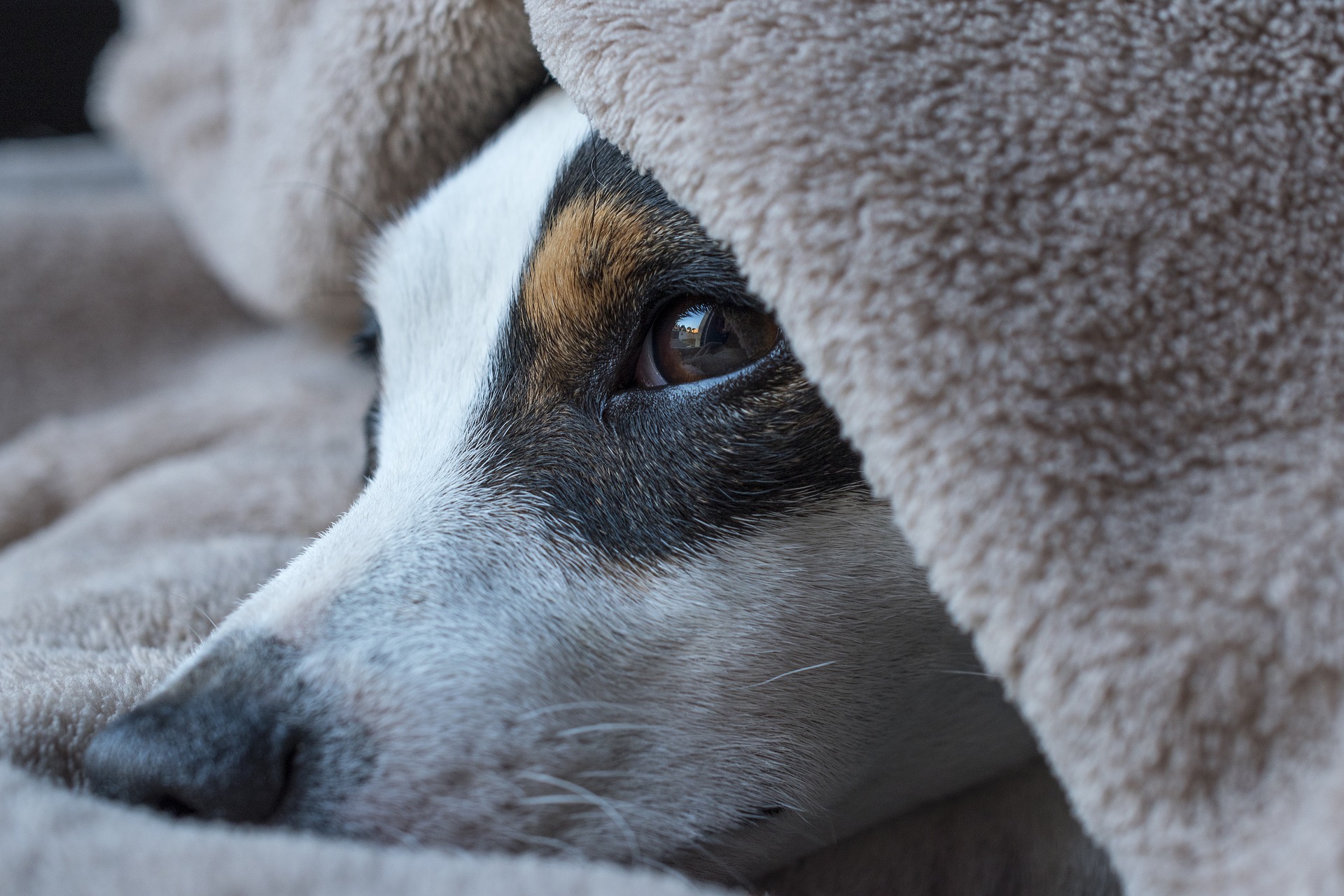 Magendrehung Hund